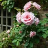 Light Pink Climbing Rose Live Plant – 4" Pot – Fragrant Flowering Vine Outdoor - Image 1