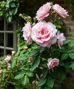 Light Pink Climbing Rose Live Plant – 4