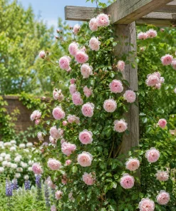 Light Pink Climbing Rose Live Plant - Fragrant Perennial Bush, 2-4 Inch Tall - Image 5