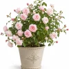 Light Pink Climbing Rose Live Plant - Fragrant Perennial Bush, 2-4 Inch Tall - Image 1
