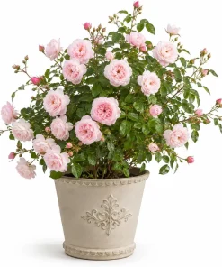Light Pink Climbing Rose Live Plant - Fragrant Perennial Bush, 2-4 Inch Tall - Image 1
