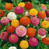 Lilliput Zinnia Seeds - 250+ Non-GMO Fresh Flower Seeds - Multicolor, Outdoor - Image 1