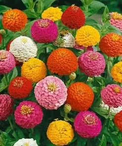 Lilliput Zinnia Seeds - 250+ Non-GMO Fresh Flower Seeds - Multicolor, Outdoor - Image 1