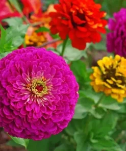 Lilliput Zinnia Seeds Mix - Zinnia Elegans Flower Seeds, Non-GMO, Colorful, Annual - Image 2