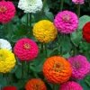 Lilliput Zinnia Seeds Mix - Zinnia Elegans Flower Seeds, Non-GMO, Colorful, Annual - Image 1