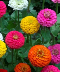 Lilliput Zinnia Seeds Mix - Zinnia Elegans Flower Seeds, Non-GMO, Colorful, Annual - Image 1