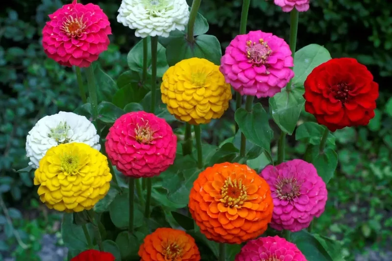 Lilliput Zinnia Seeds Mix - Zinnia Elegans Flower Seeds, Non-GMO, Colorful, Annual - Image 1
