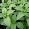 Lime Basil Seeds - 100 Count Herb Seeds for Culinary Gardens, Full Sun - Image 1