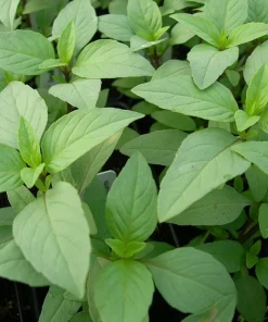 Lime Basil Seeds - 100 Count Herb Seeds for Culinary Gardens, Full Sun - Image 1