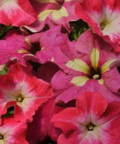 Lime Coral Petunia Seeds - 10 Fuseable Pellets - Grandiflora Blend - Image 1