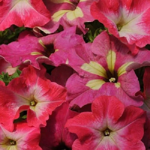 Lime Coral Petunia Seeds - 10 Fuseable Pellets - Grandiflora Blend - Image 1
