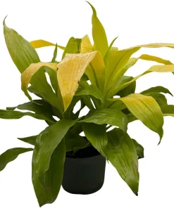 Limelight Dracaena Live Plant – 6 inch Pot – Indoor Foliage Plant - Image 2