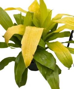 Limelight Dracaena Live Plant – 6 inch Pot – Indoor Foliage Plant - Image 3