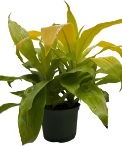 Limelight Dracaena Live Plant – 6 inch Pot – Indoor Foliage Plant - Image 4