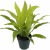 Limelight Dracaena Live Plant – 6 inch Pot – Indoor Foliage Plant - Image 1