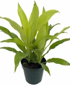 Limelight Dracaena Live Plant – 6 inch Pot – Indoor Foliage Plant - Image 1