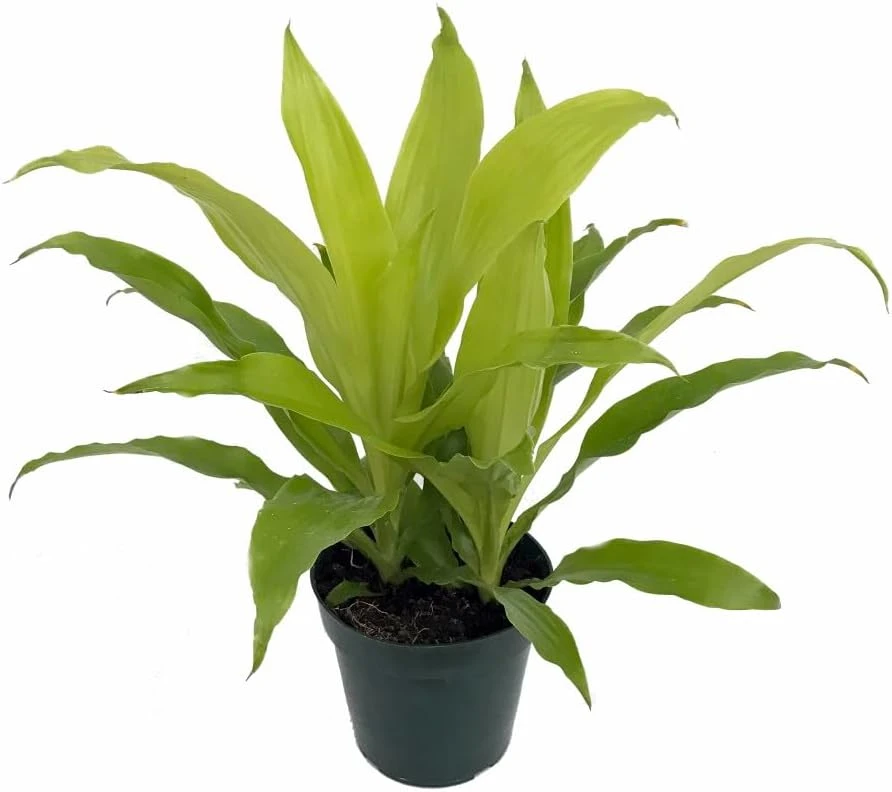 Limelight Dracaena Live Plant – 6 inch Pot – Indoor Foliage Plant - Image 1