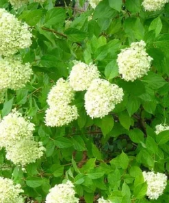 Limelight Hydrangea Live Plant – 1 Quart Pot – Shrub for Gardens - Image 2