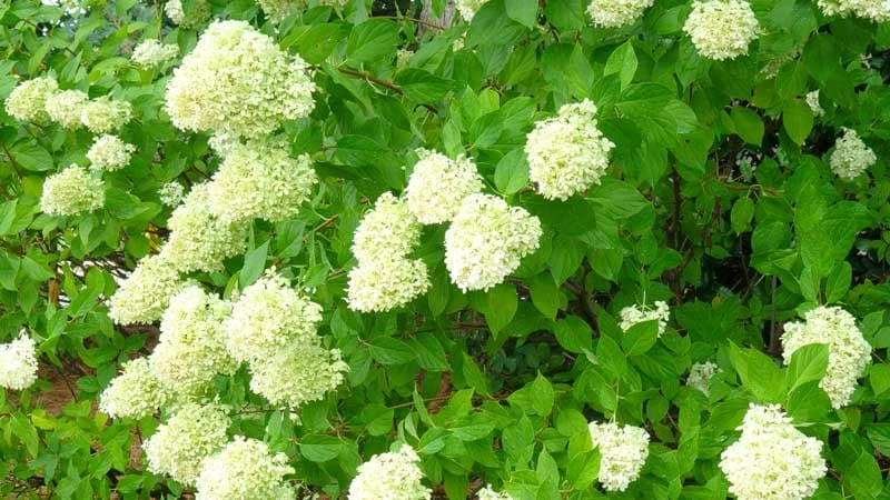 Limelight Hydrangea Live Plant – 1 Quart Pot – Shrub for Gardens - Image 2