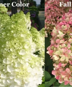 Limelight Hydrangea Live Plant – 1 Quart Pot – Shrub for Gardens - Image 3