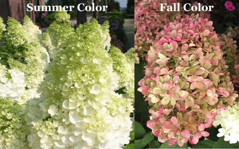 Limelight Hydrangea Live Plant – 1 Quart Pot – Shrub for Gardens - Image 3