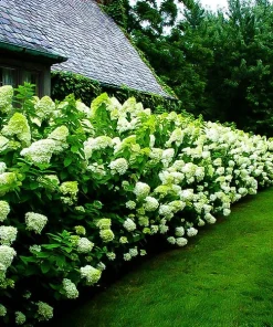 Limelight Hydrangea Live Plant – 1 Quart Pot – Shrub for Gardens - Image 4