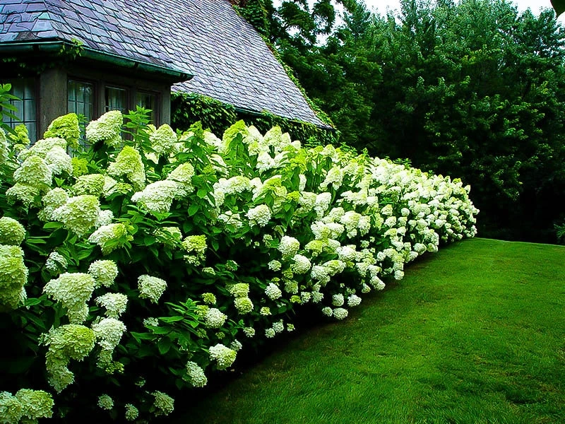 Limelight Hydrangea Live Plant – 1 Quart Pot – Shrub for Gardens - Image 4