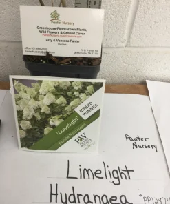 Limelight Hydrangea Live Plant – 1 Quart Pot – Shrub for Gardens - Image 5