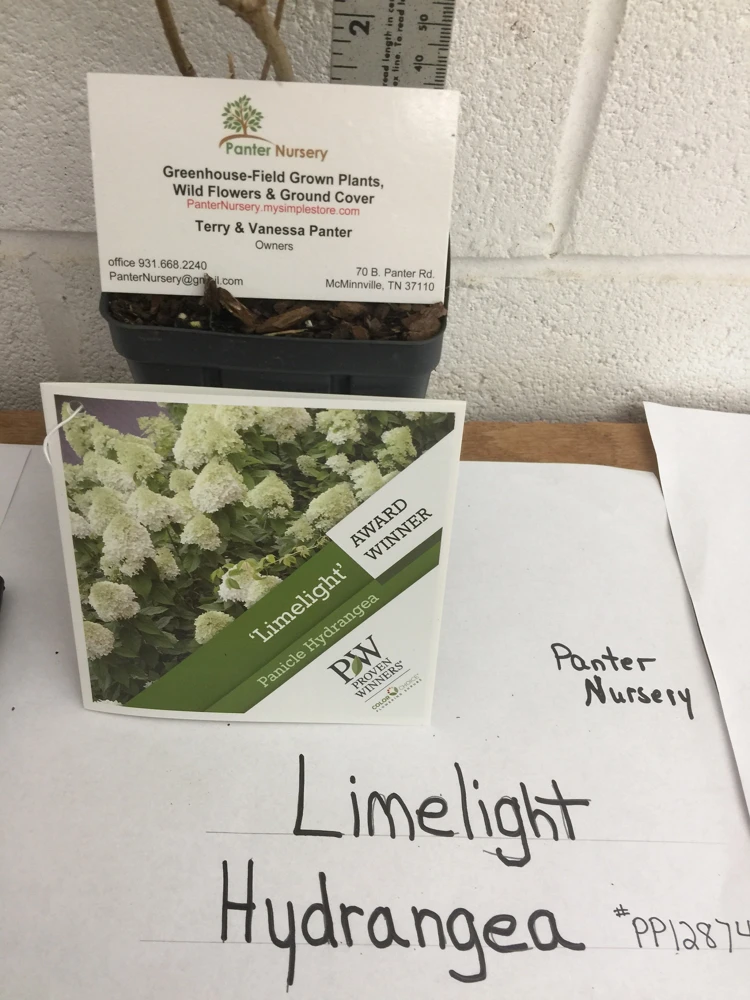 Limelight Hydrangea Live Plant – 1 Quart Pot – Shrub for Gardens - Image 5