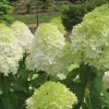 Limelight Hydrangea Live Plant – 1 Quart Pot – Shrub for Gardens - Image 1