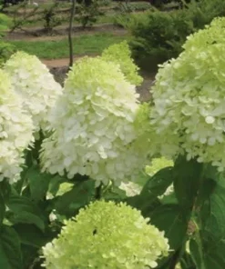 Limelight Hydrangea Live Plant – 1 Quart Pot – Shrub for Gardens - Image 1