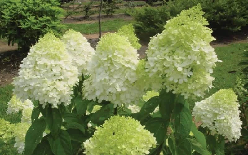 Limelight Hydrangea Live Plant – 1 Quart Pot – Shrub for Gardens - Image 1