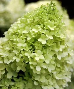 Limelight Hydrangea Live Plant - 3 Pack, 6-12 inch Starter Shrub, Color-Changing Blooms - Image 3