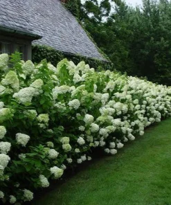 Limelight Hydrangea Live Plant - 3 Pack, 6-12 inch Starter Shrub, Color-Changing Blooms - Image 4