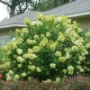 Limelight Hydrangea Live Plant - 3 Pack, 6-12 inch Starter Shrub, Color-Changing Blooms - Image 1