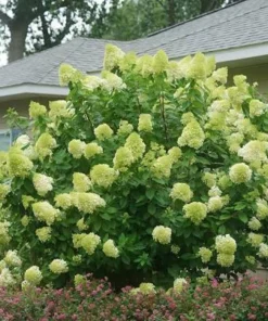 Limelight Hydrangea Live Plant - 3 Pack, 6-12 inch Starter Shrub, Color-Changing Blooms - Image 1