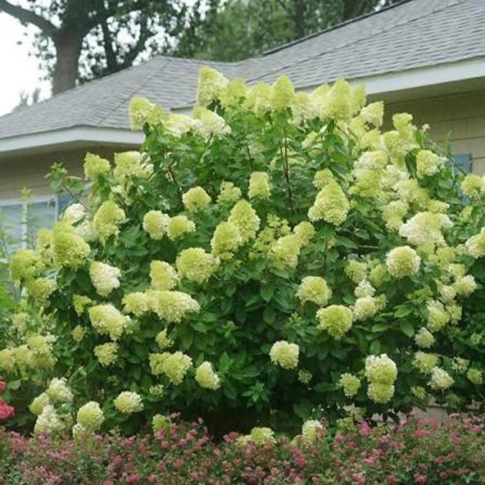 Limelight Hydrangea Live Plant - 3 Pack, 6-12 inch Starter Shrub, Color-Changing Blooms - Image 1