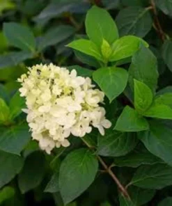 Limelight Hydrangea Live Plant - 3 Pack, 6-12 inch Starter Shrub, Color-Changing Blooms - Image 5