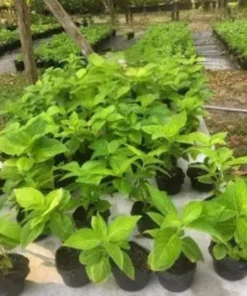Limelight Hydrangea Live Plant - 3 Pack, 6-12 inch Starter Shrub, Color-Changing Blooms - Image 6