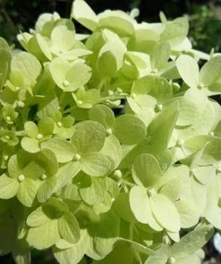 Limelight Hydrangea Live Plant - 4