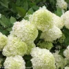 Limelight Hydrangea Live Plant - 4" Pot - Outdoor Shrub for Zones 3-9 - Image 1