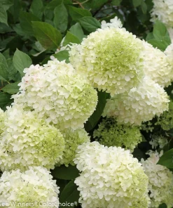 Limelight Hydrangea Live Plant - 4