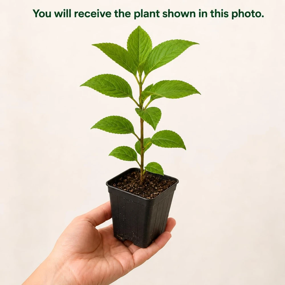 Limelight Hydrangea Tree Live Plant - 5-10 Inch Tall, Lime-Green Blooms, 2.5-Inch Pot - Image 2