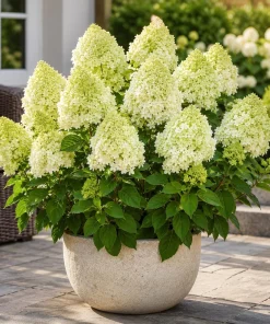 Limelight Hydrangea Tree Live Plant - 5-10 Inch Tall, Lime-Green Blooms, 2.5-Inch Pot - Image 5