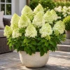 Limelight Hydrangea Tree Live Plant – 5-10 Inch Tall, 2.5 Inch Pot – Outdoor Shrub - Image 1