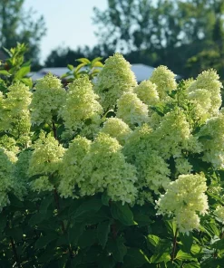 Limelight Prime Panicle Hydrangea Live Plant – 4" Pot – Outdoor Shrub - Image 2
