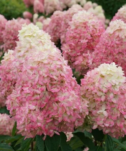 Limelight Prime Panicle Hydrangea Live Plant – 4