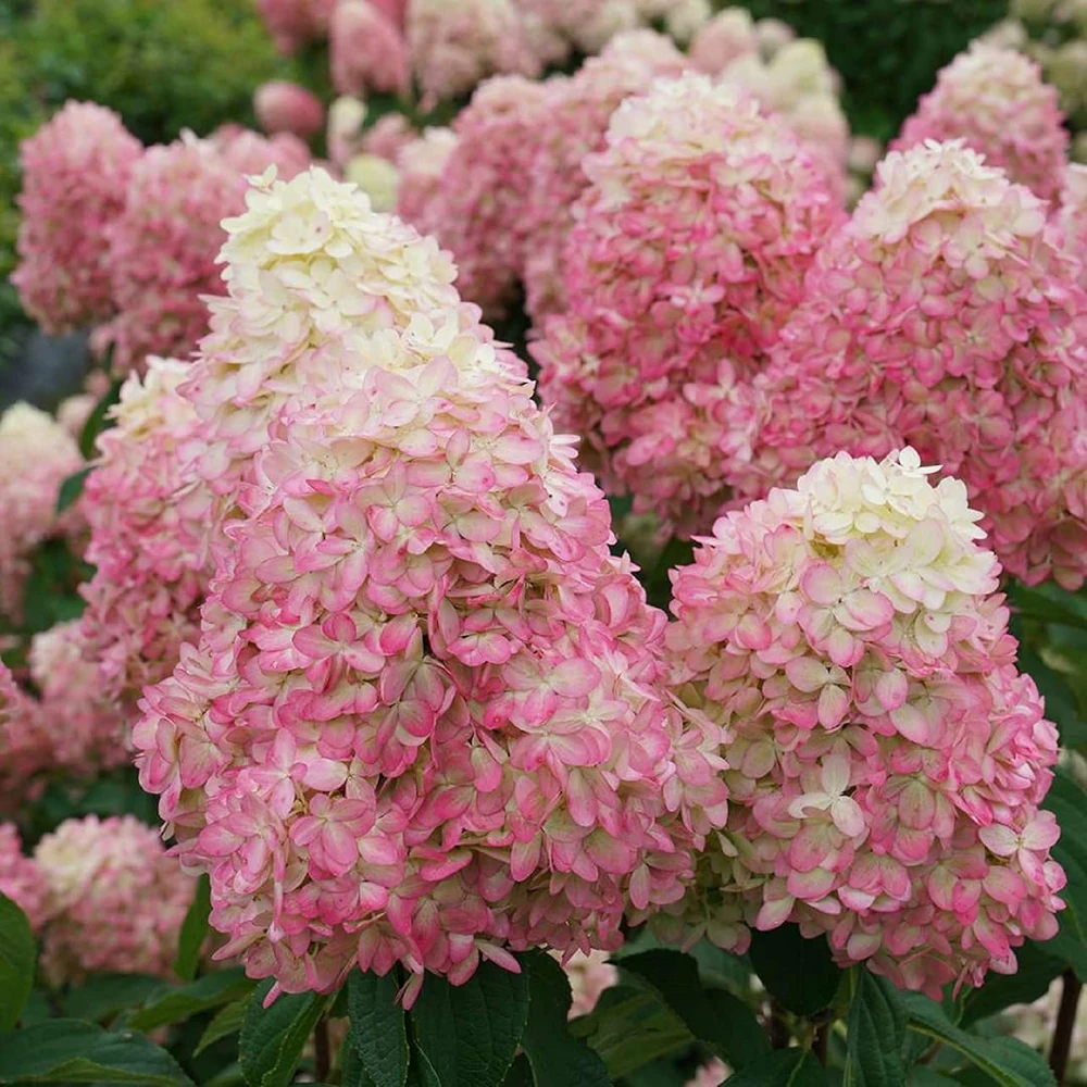 Limelight Prime Panicle Hydrangea Live Plant – 4" Pot – Outdoor Shrub - Image 1