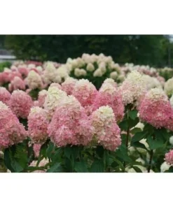 Limelight Prime Panicle Hydrangea Live Shrub - White to Pink Blooms, 4-6ft Tall, Zones 3-8 - Image 2