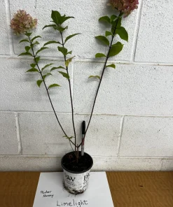 Limelight Prime Panicle Hydrangea Live Shrub - White to Pink Blooms, 4-6ft Tall, Zones 3-8 - Image 8